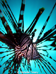 common lion fish by Michelle Tinsay 
